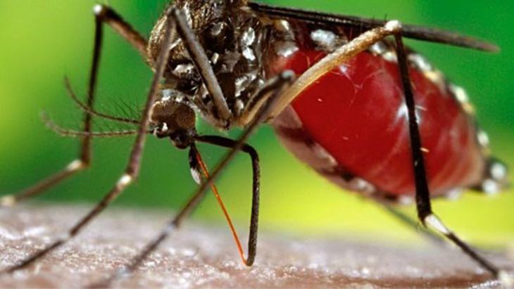 Virus Zika là gì? Nó nguy hiểm như thế nào?